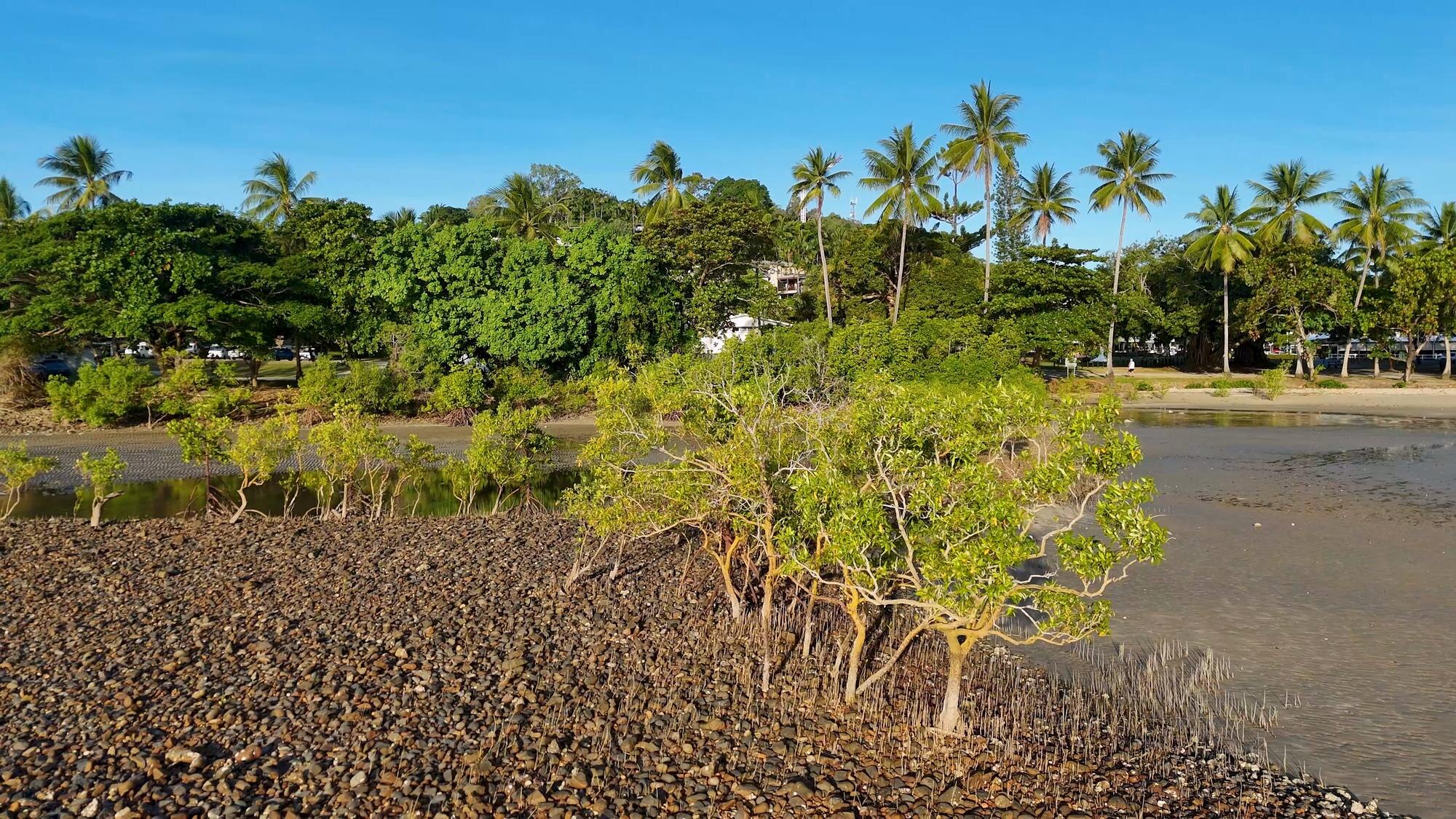 Mangrove forest nature